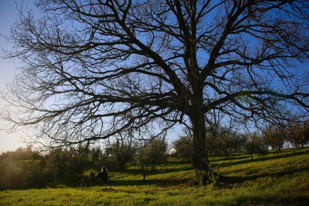 La Casina Della Quercia, Your Tuscan Oak Tree House Osteria Delle Noci Exterior photo